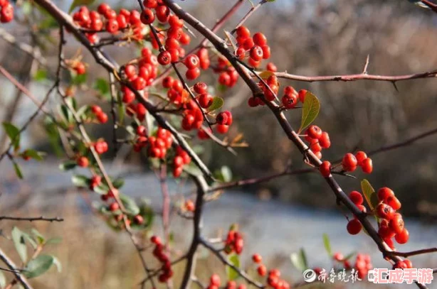 【详尽图解】宠物小精灵红宝石攻略大全：捕捉、进化与冒险指南！